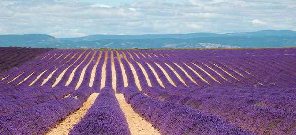 lavendar